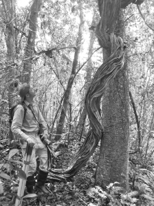 Brian admiring a rather large liana in one of the lab's various tropical forest plots . . .
